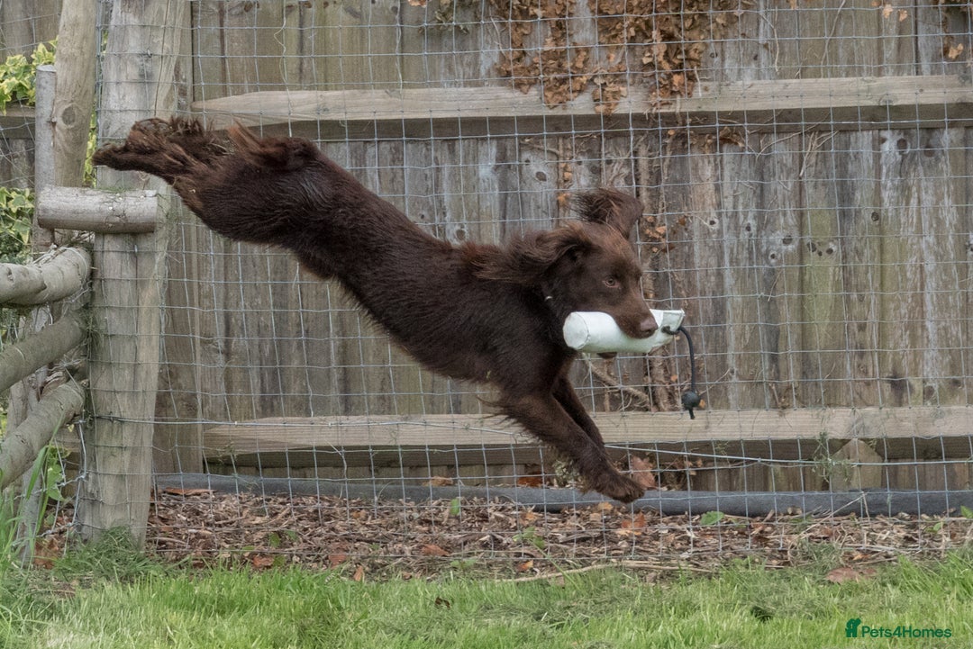 Cocker Spaniel dogs for sale: Working Cocker Spaniel Puppies  - Advert 10