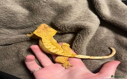 Gecko reptiles for sale: Crested Gecko for sale - Advert 5