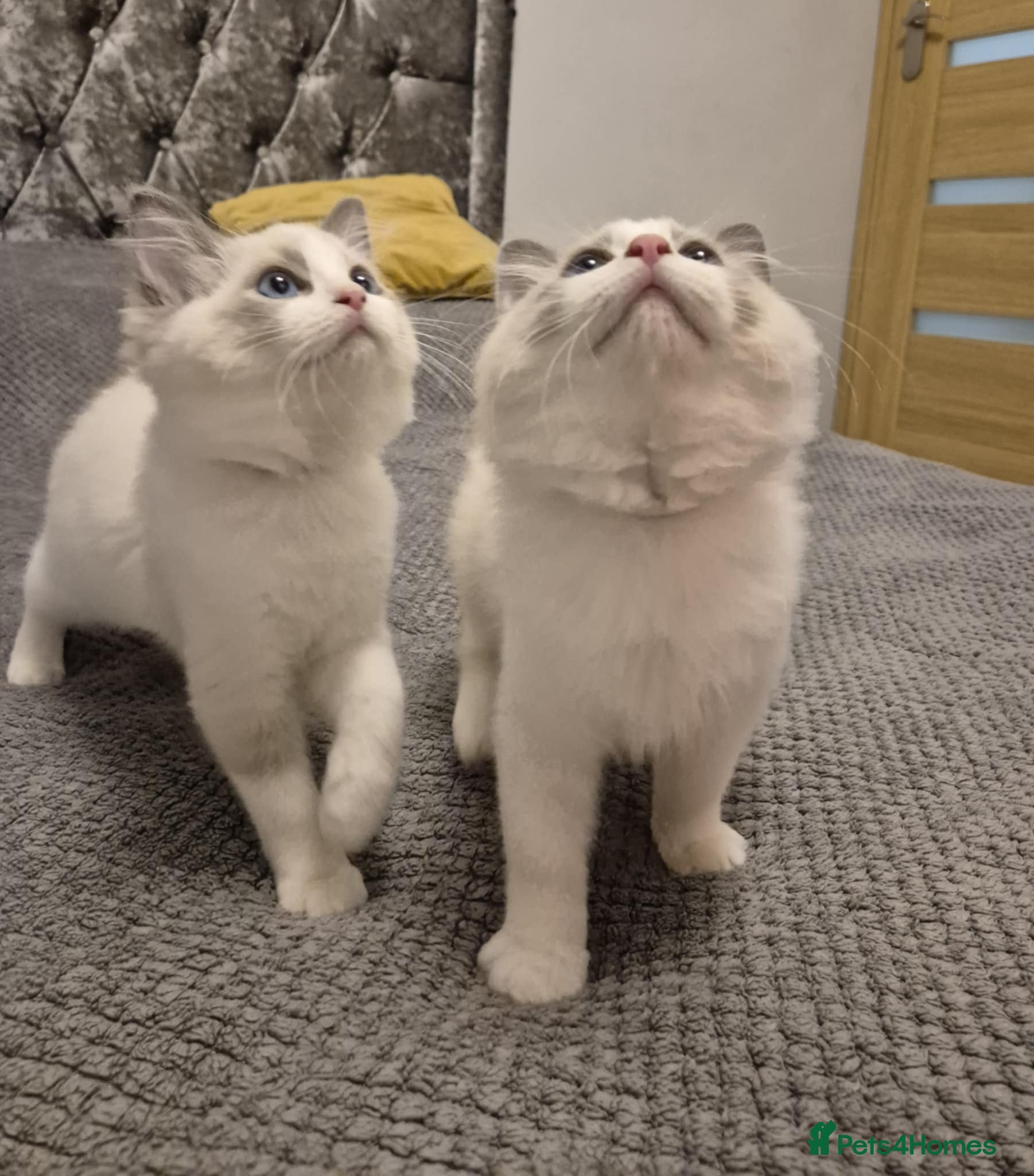 Ragdoll cats 3 Tica Registered Males For Sale - Advert 3