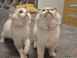 Ragdoll cats 3 Tica Registered Males For Sale - Advert 11