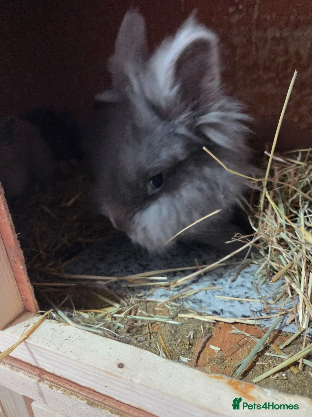 Lionhead rabbits for sale: Adorable baby lion heads - Advert 11