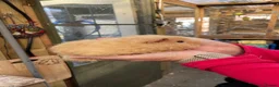 Guinea Pig rodents for sale: Stunning baby girl/sow guinea pigs  - Advert 6