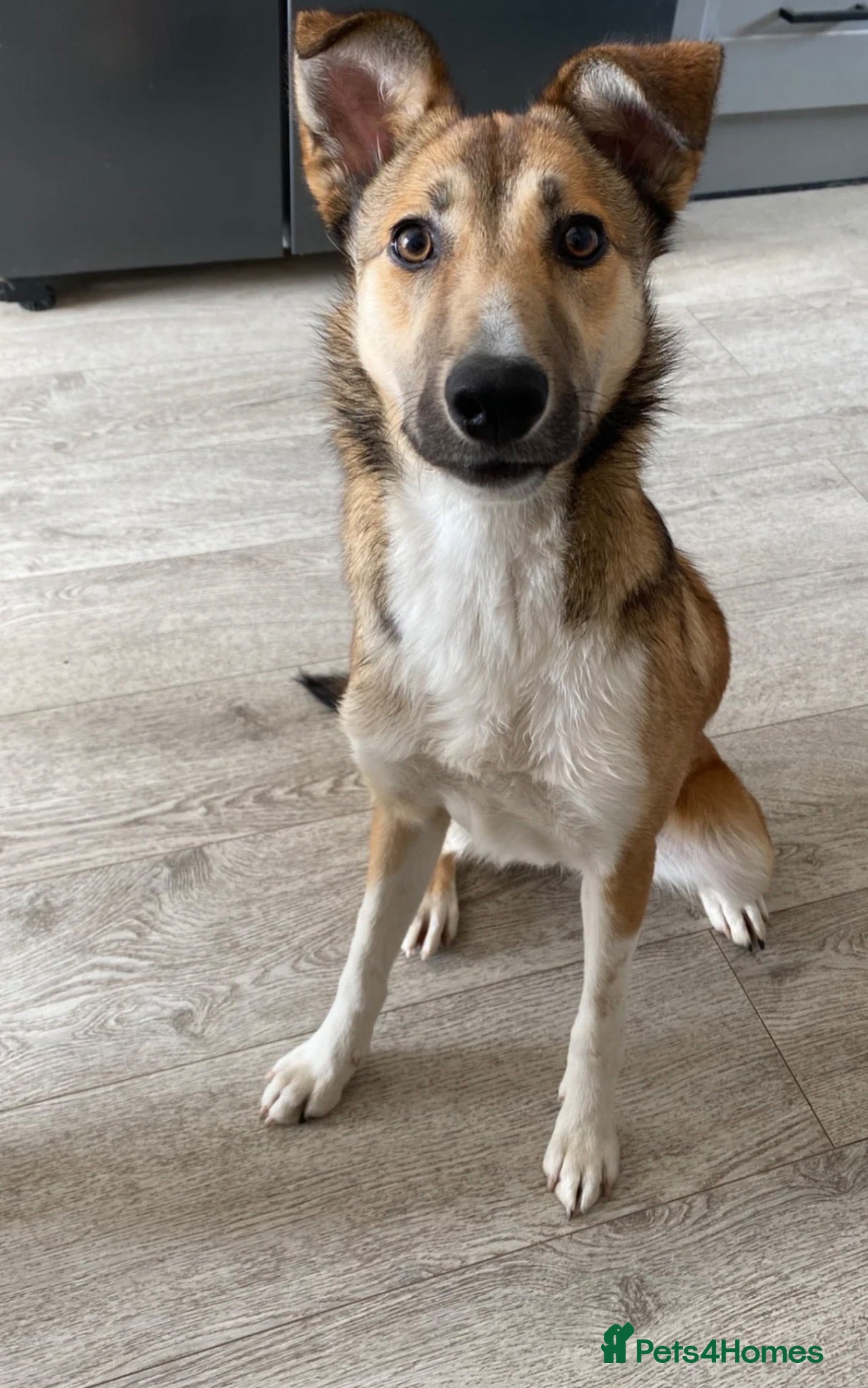 Mixed Breed dogs Border collie x for sale  - Advert 1