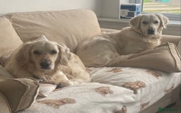 Golden Retriever dogs for sale: Golden retriever pups looking for forever homes  - Image 9