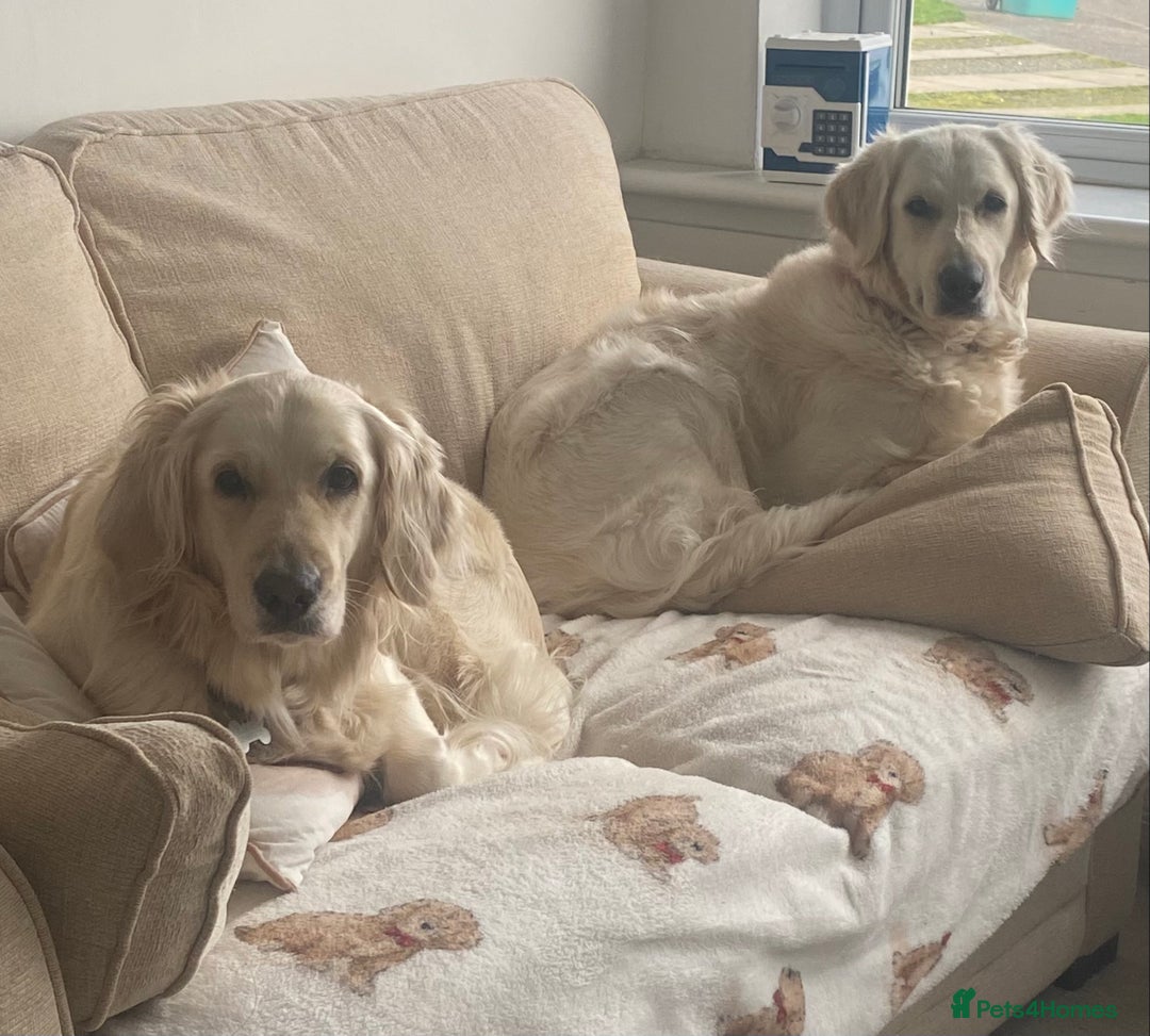 Golden Retriever dogs for sale: Golden retriever pups looking for forever homes  - Image 9