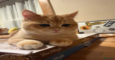 British Shorthair cats READY 2 Black Golden / Corin BSH boys - Advert 9