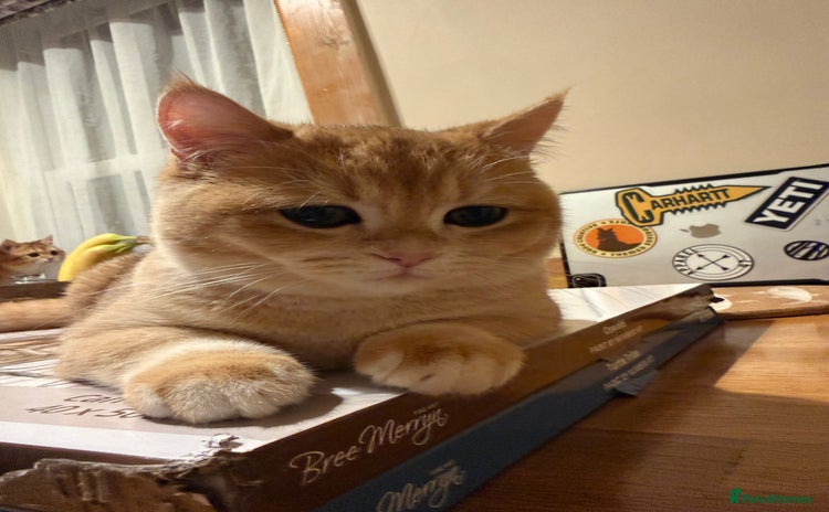 British Shorthair cats READY 2 Black Golden / Corin BSH boys - Advert 8