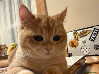 British Shorthair cats READY 2 Black Golden / Corin BSH boys - Advert 6