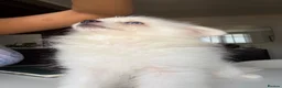 Pomeranian dogs for sale: White Pom blue eyes  - Advert 5