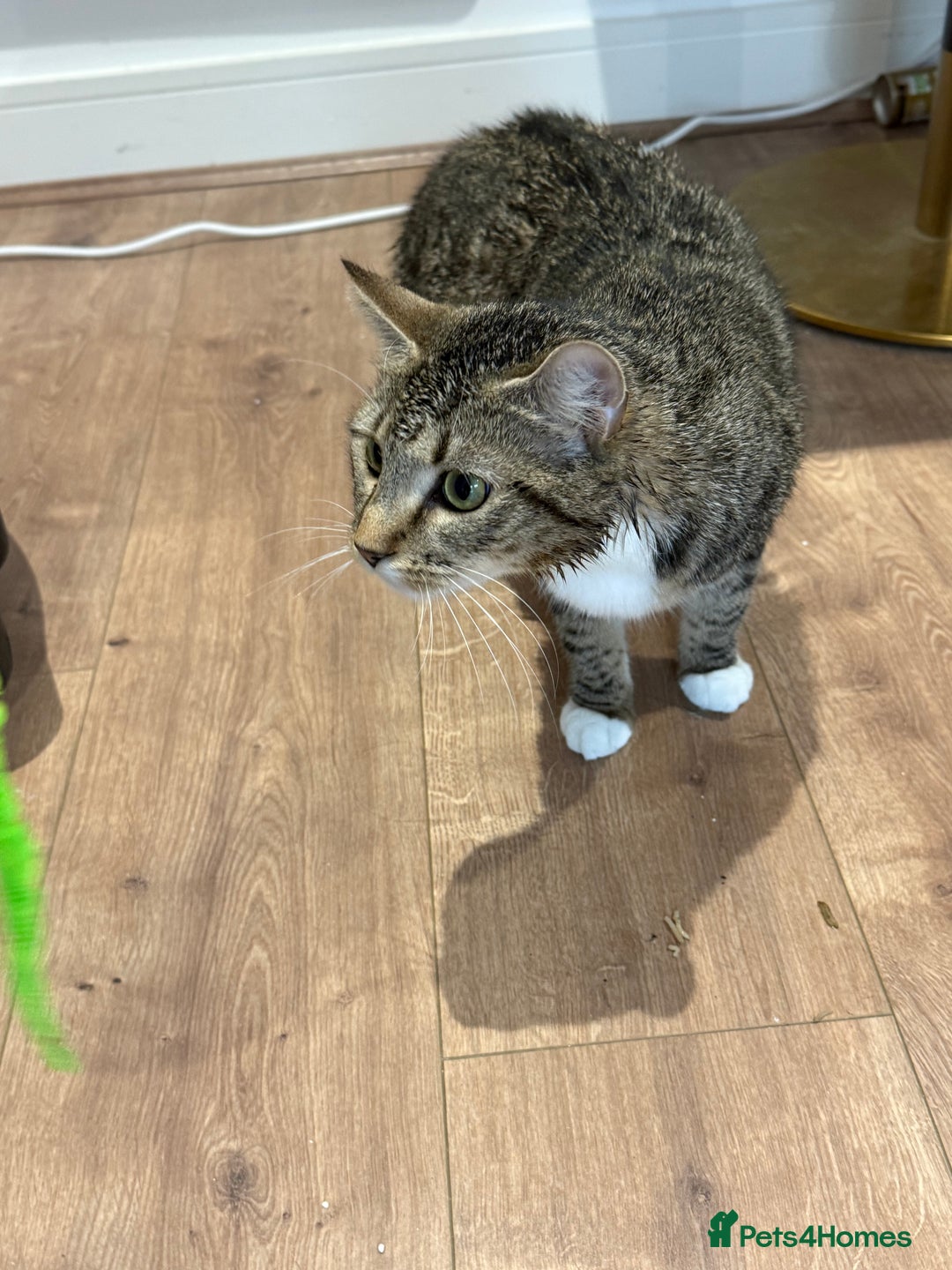 Domestic Shorthair cats for sale: Looking for a Loving Home for Our Two Cats - Advert 9