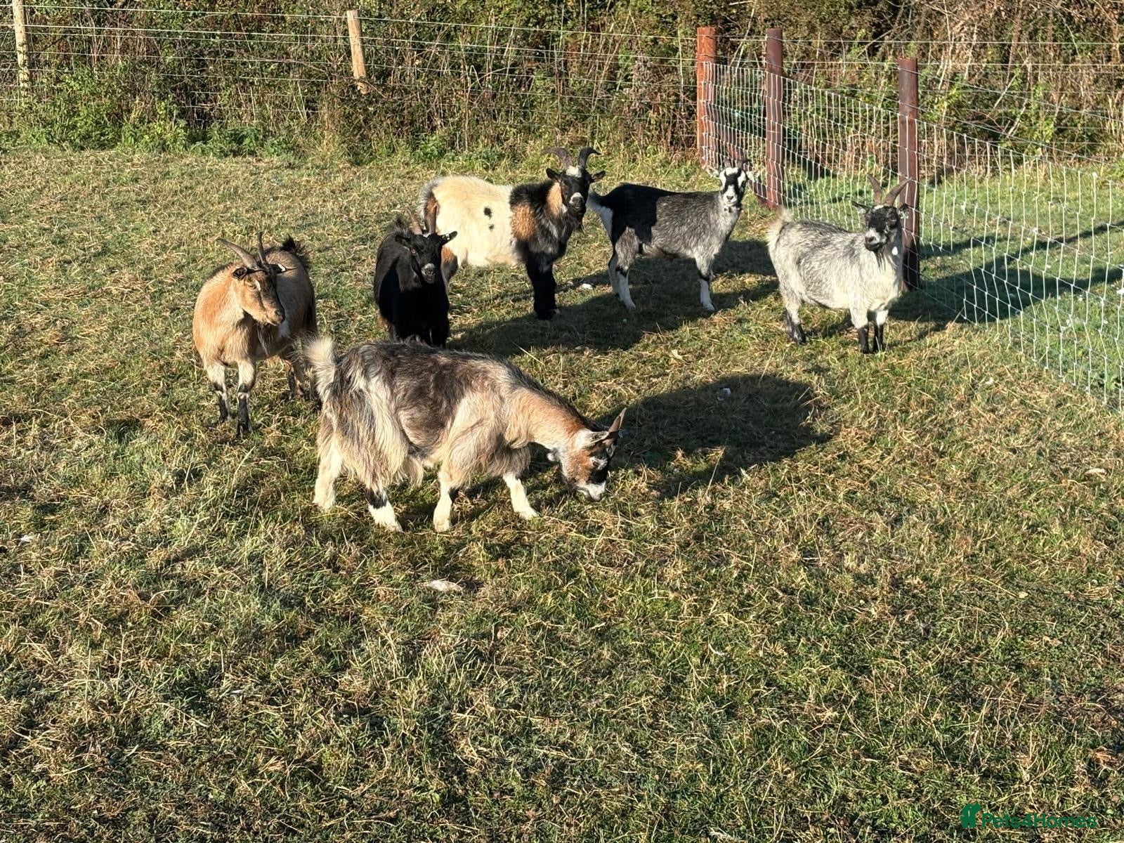 Goats livestock Pygmy Goats  - Advert 2