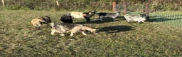Goats livestock for sale: Pygmy Goats  - Advert 1