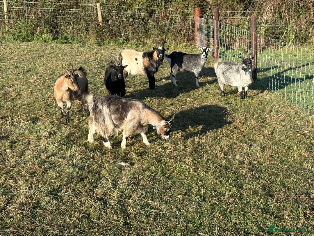 Goats livestock for sale: Pygmy Goats  - Advert 1