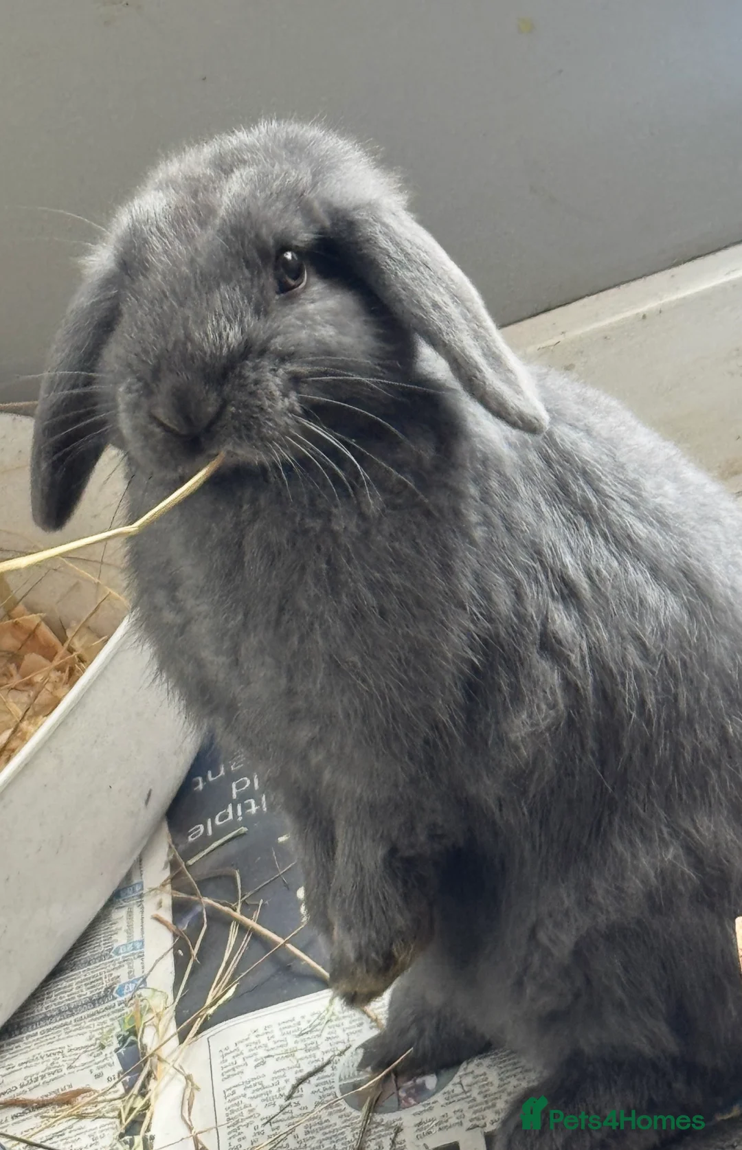 Mini Lop rabbits for sale: Mini Lops Females (18 Weeks) in Barnsley - Advert 1