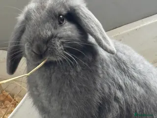 Mini Lop rabbits Mini Lops Females (18 Weeks) - Advert 3