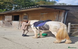 Irish Cob horses for sale: 13.3hh  coloured mare cob  - Image 6