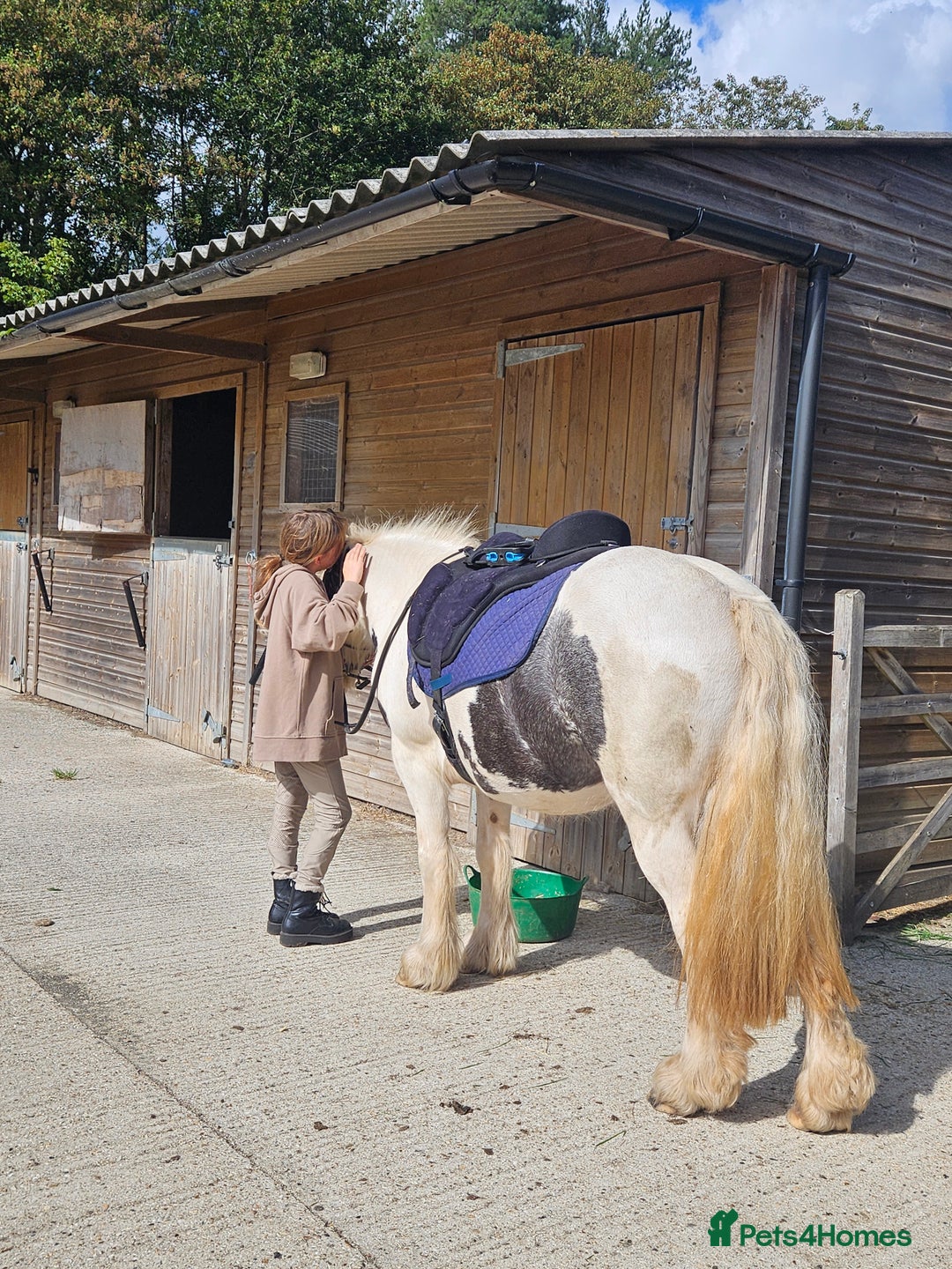 Irish Cob horses for sale: 13.3hh  coloured mare cob  - Image 6