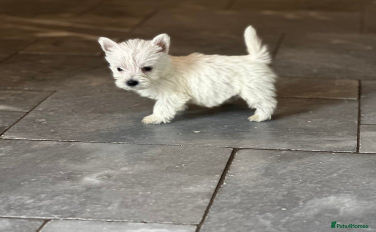 West Highland Terrier dogs - Advert 16