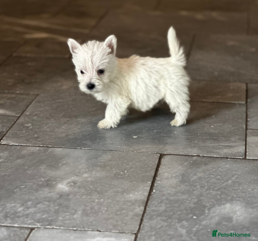 West Highland Terrier dogs for sale: Only 1 boy available  - Image 5