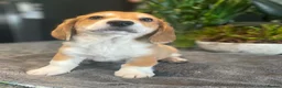 Mixed Breed dogs for sale: Beautiful Corgi cross basset pups 🐾 - Advert 10