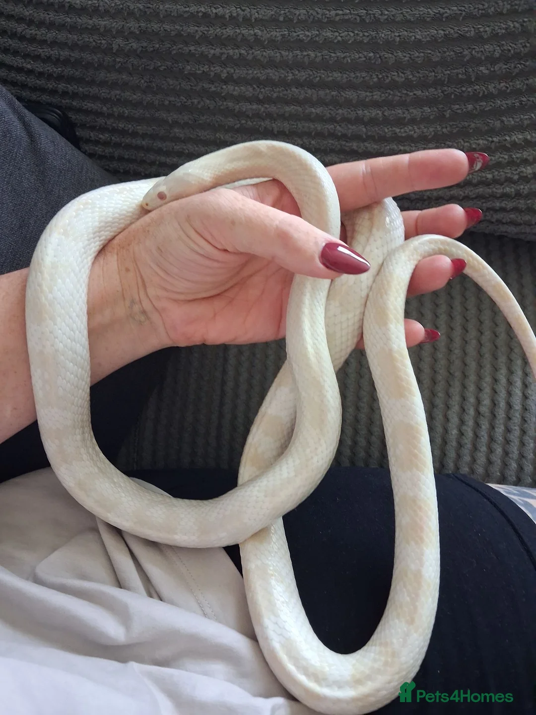 Corn Snake reptiles for sale: Various corn snakes for sale, Snow Tessera & more - Advert 34