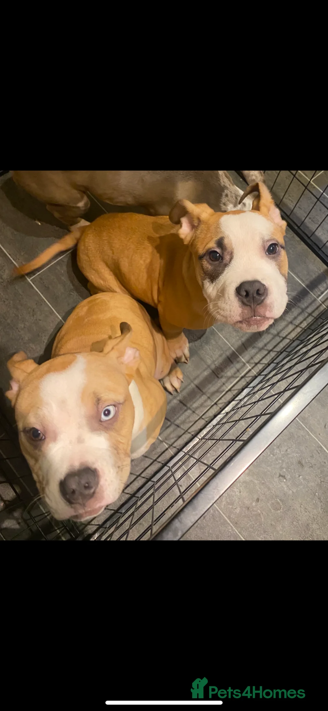 American Bully dogs for sale: American pocket bully puppies ready to go - Advert 9