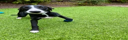 Whippet dogs for sale: Beautiful whippet girl - Advert 2