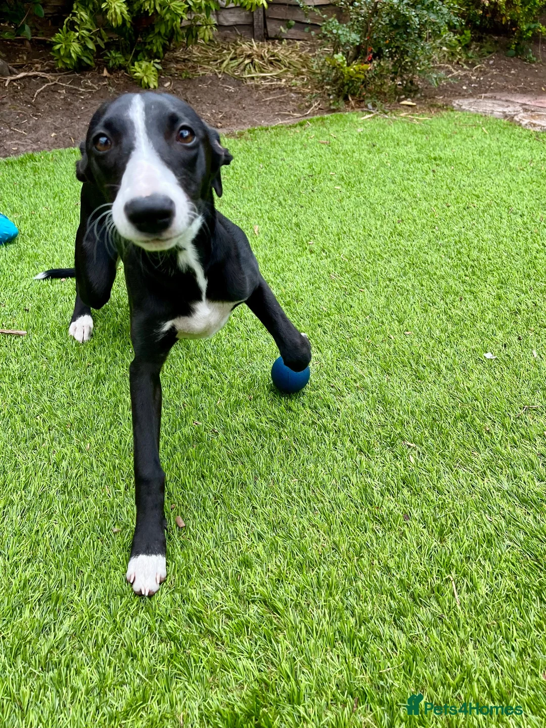 Whippet dogs for sale: Beautiful whippet girl - Advert 2