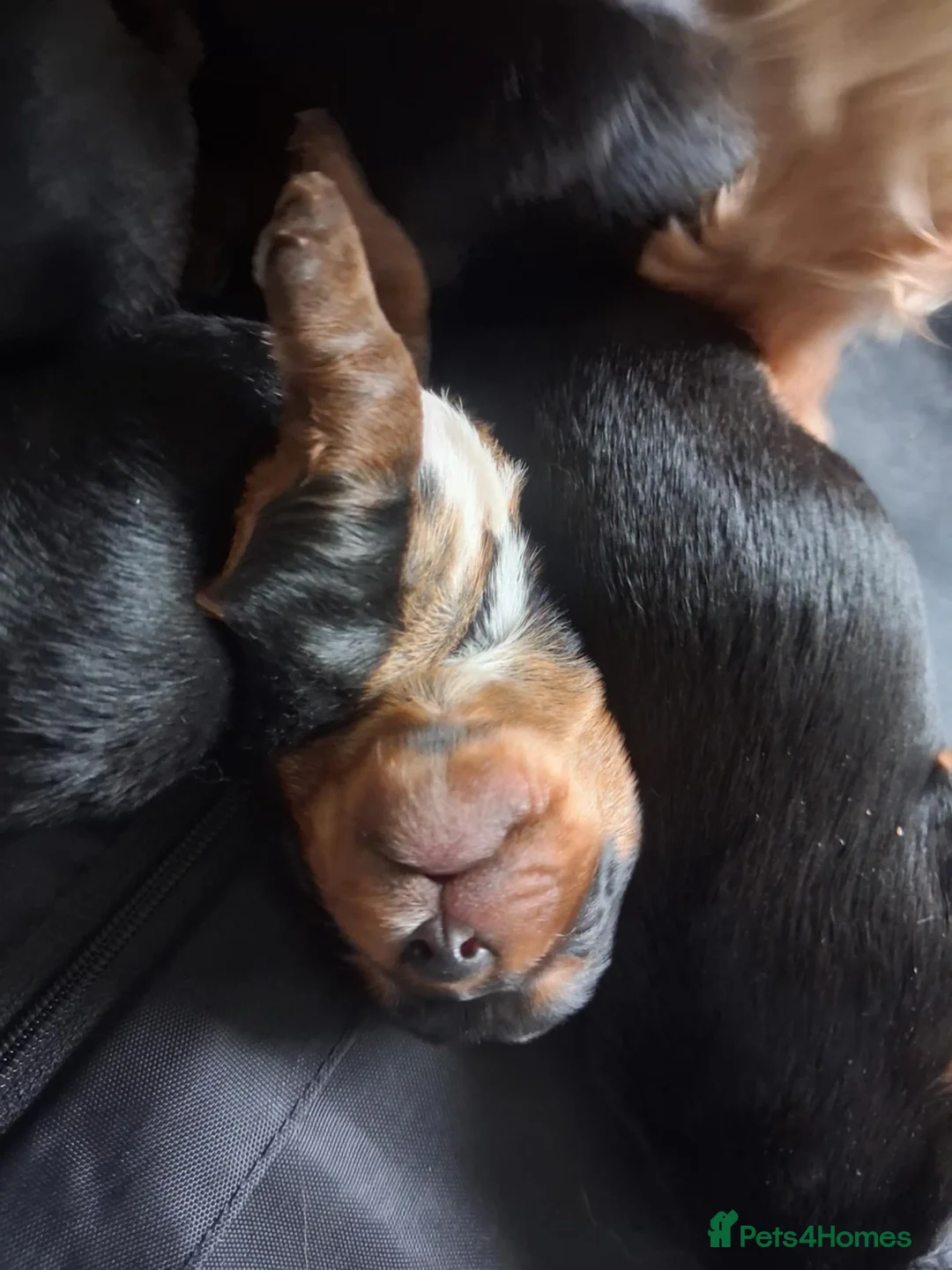 Yorkshire Terrier dogs for sale: Beautiful Yorkshire Terrier puppies - Advert 3