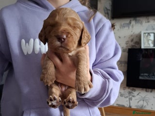 Cocker Spaniel dogs - Advert 10