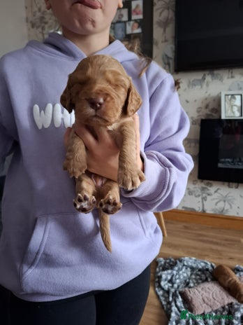 Cocker Spaniel dogs - Advert 5