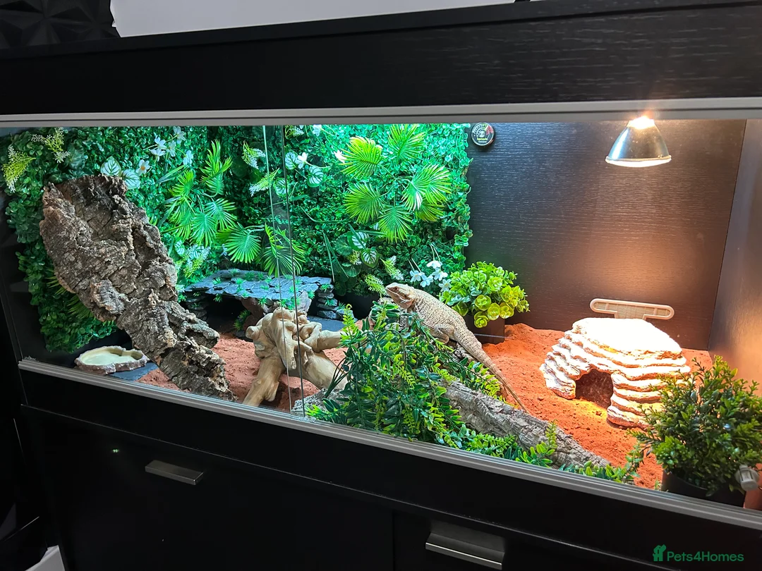 Bearded Dragon reptiles for sale: Bearded Dragon full set up - Advert 6