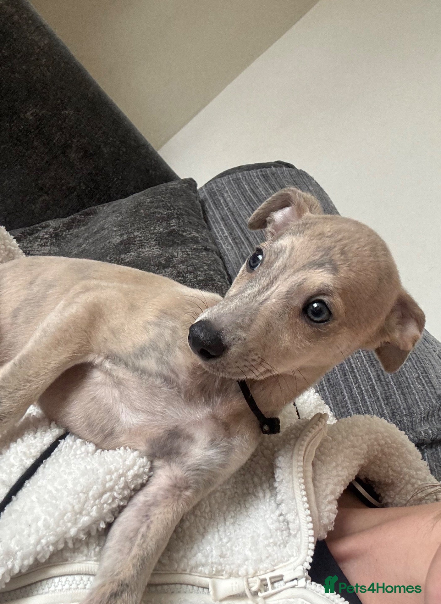 Whippet dogs 2 Stunning KC registered boys left - Advert 2