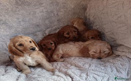 Cockapoo dogs for sale: Cockapoo puppy's  - Advert 10