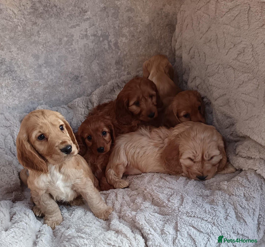 Cockapoo dogs for sale: Cockapoo puppy's  - Advert 10