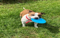 Staffordshire Bull Terrier dogs for stud: For stud FREE - Image 7