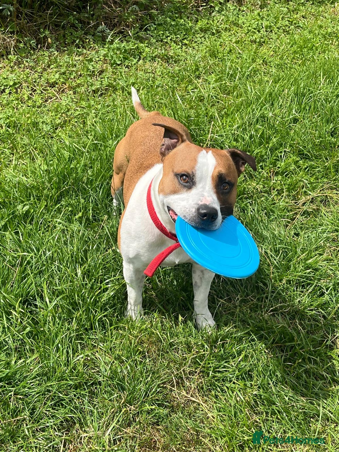 Staffordshire Bull Terrier dogs for stud: For stud FREE - Image 7