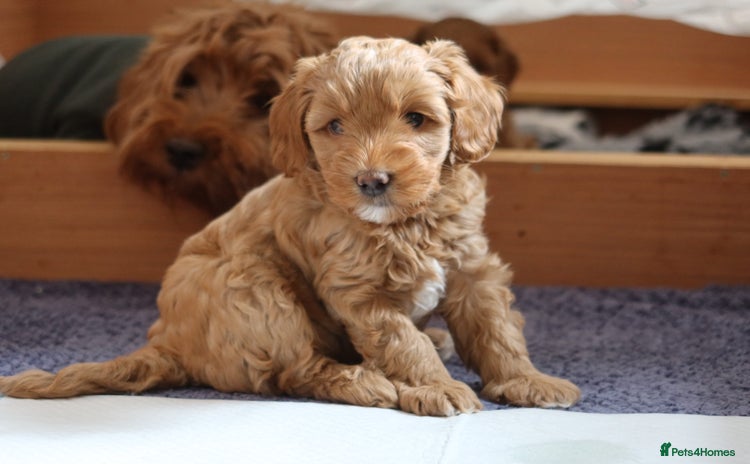 Aussiedoodle dogs in Middlesbrough - Advert 2