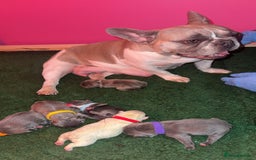 French Bulldog dogs for sale: French Bulldog Puppies – Ready 1st December! 💙 🐾 - Image 14