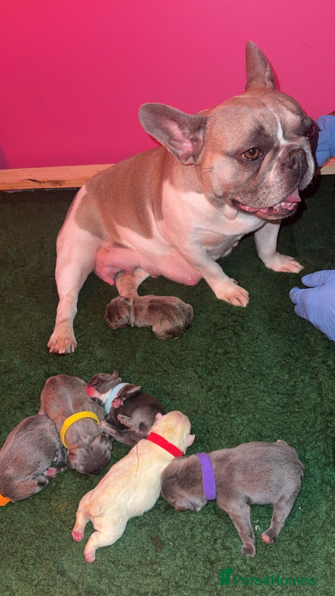 French Bulldog dogs for sale: French Bulldog Puppies – Ready 1st December! 💙 🐾 - Image 14