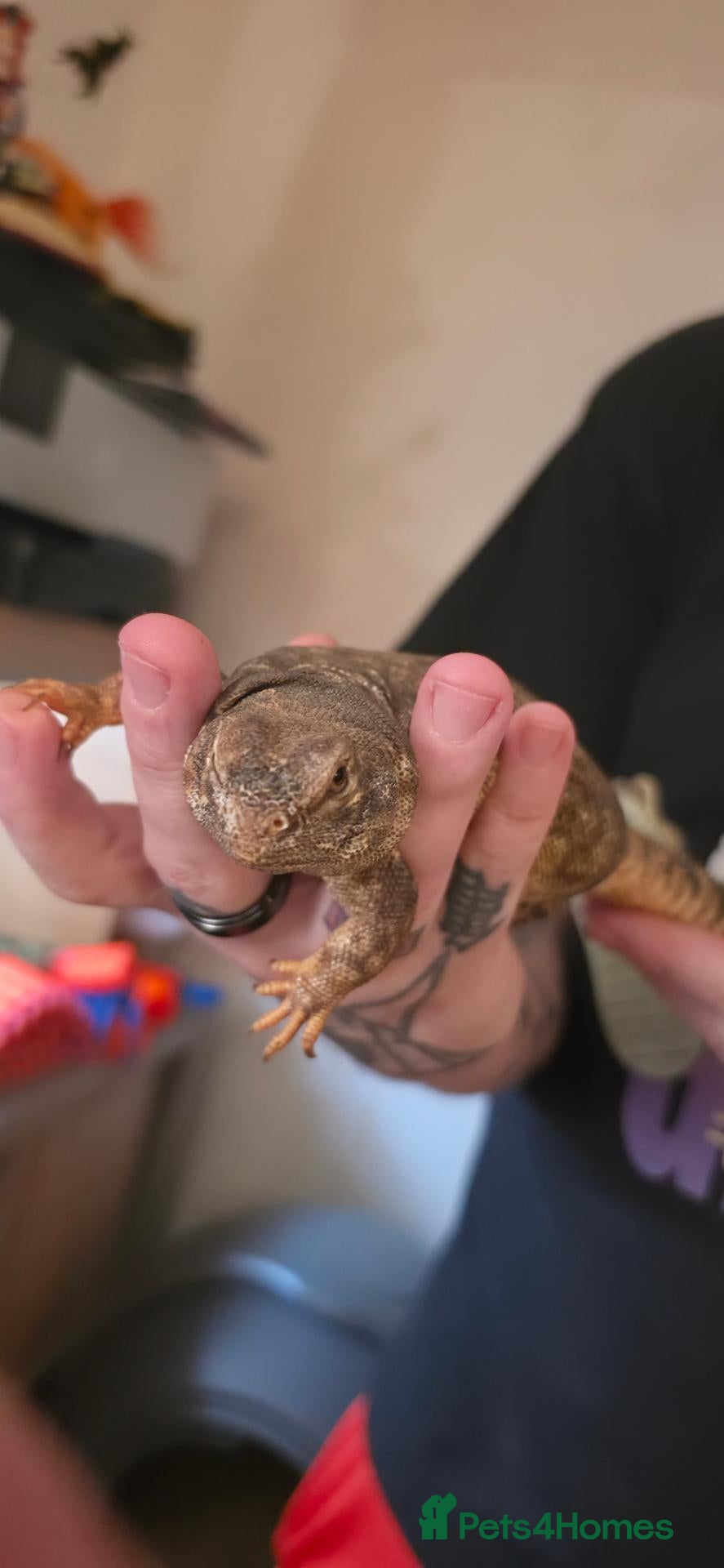 Lizard reptiles Uromastyx Female - Advert 15