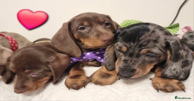 Miniature Dachshund dogs Miniature Dachshund puppies. Readying Soon! - Advert 7