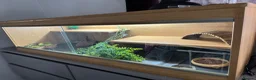 Bearded Dragon reptiles for sale: Bearded dragon  - Advert 6