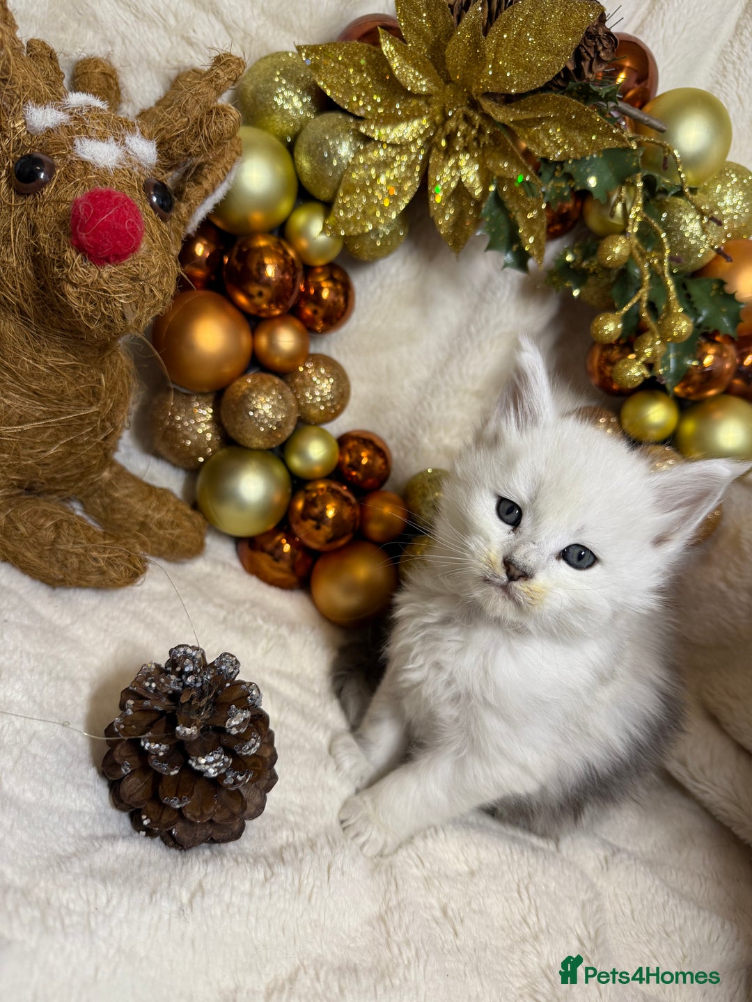 Maine Coon cats for sale: 🏅❤️Champ blood beautiful Mainecoone kittens 🏅 - Advert 8