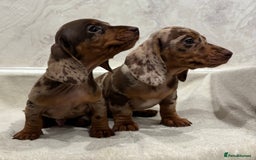 Miniature Dachshund dogs for sale: Gorgeous miniature dachshunds ready now  - Image 7