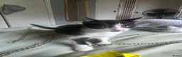 Mixed Breed cats for sale: Kittens - Advert 7