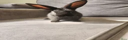 Mixed Breed rabbits for sale: 4 beautiful mixed breed rabbits see Description. - Advert 11