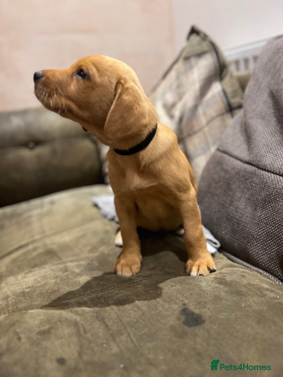 Labrador Retriever dogs for sale: Beautiful healthy puppies ready THIS WEEKEND - Image 18