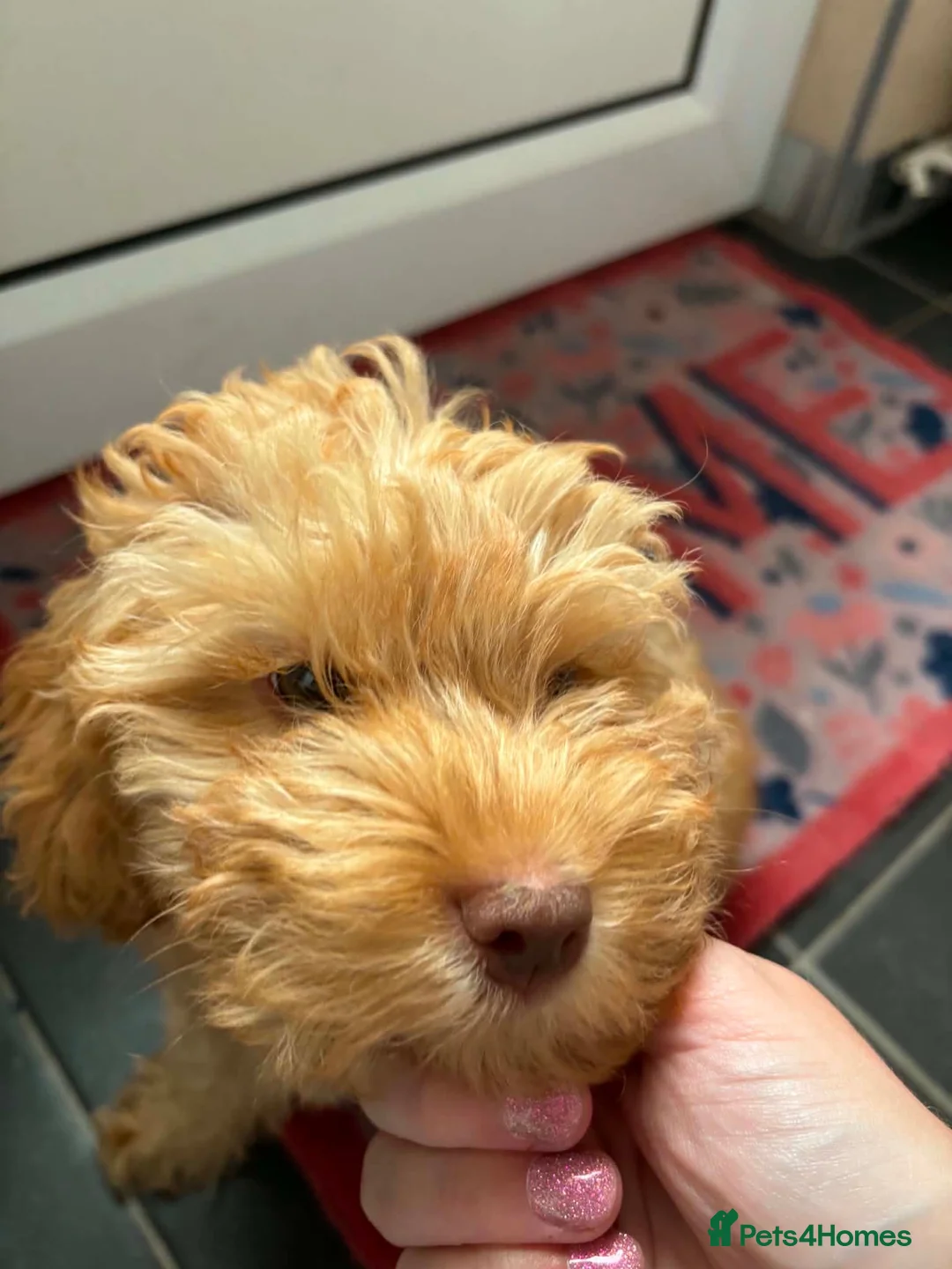 Cockapoo dogs for sale: Male cockapoo Puppy in Boston - Advert 2