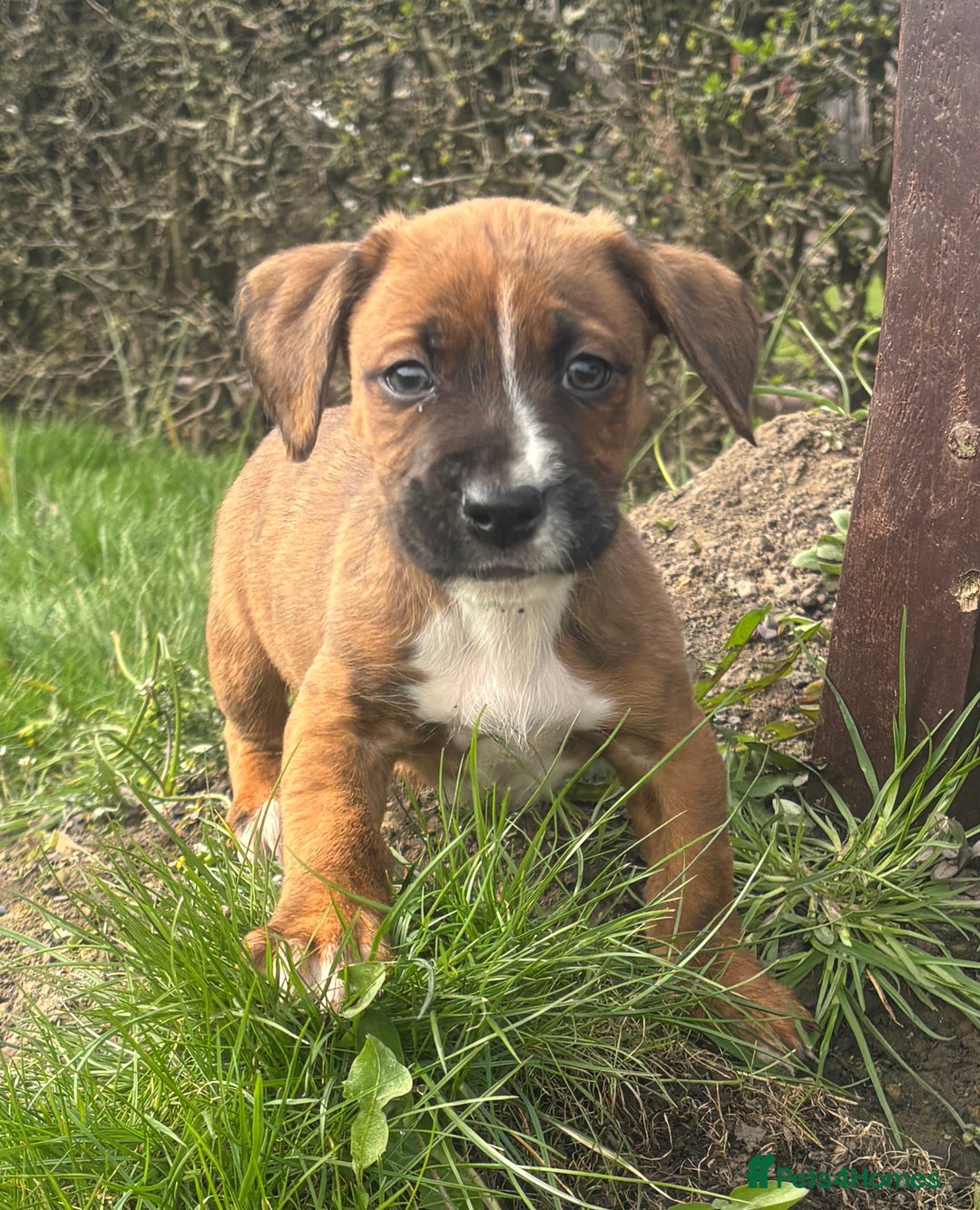 Brown Boxer Beagle Puppies English Pointer Dog Cute Puppy Brown